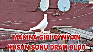 MAKİNA GİBİ OYNİYAN KUŞUN SONU DRAM OLDU SİZ OLSAYDİNİZ NAPARDİNİZ