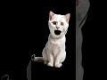 Miyanu Minyau Funny Meow Cute Viralvideo Funnycomedy Comedy Miyanu Minyau Funny Meow Cute Viralvideo Funnycomedy Comedy
