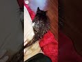 Tuxo got his first bath😹 #tabbyandcali #tabbycaliandtuxo #catvideos #kitten #kittenbath #cats #cat
