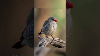 Kıyamet Günü Onun Azabı Kat Kat Artırılır Ve Horlanmış Olarak Orada Ebedi Kalır.