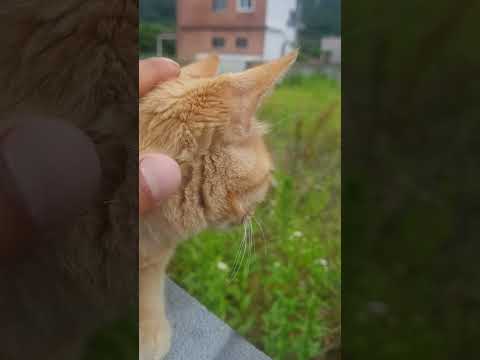 고양이