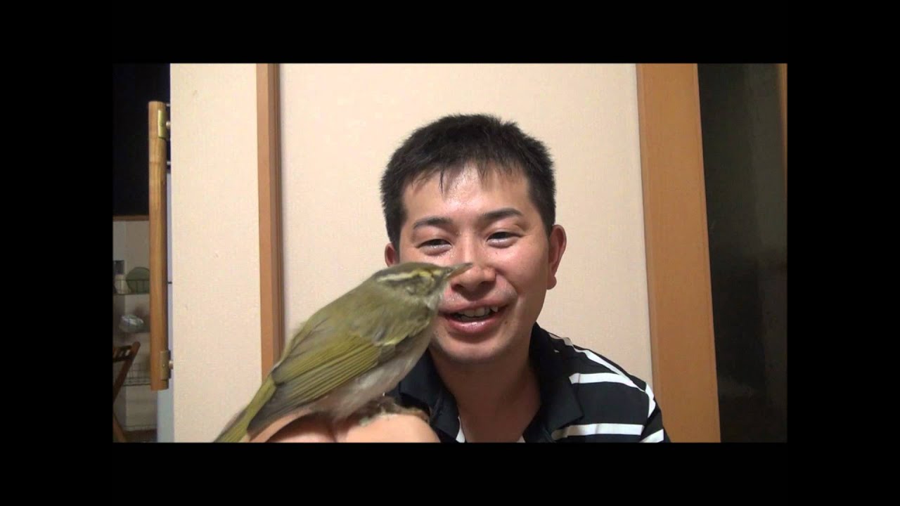 季節はずれの珍客 ウグイスとmitinotomo987 Green Bird Youtube