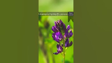 من سورة  [فصلت: ٢٠-٢١] بصوت عبدالله الجهني