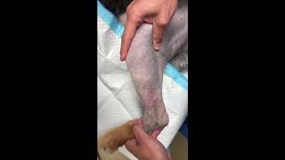 Torn Acl In Dogs