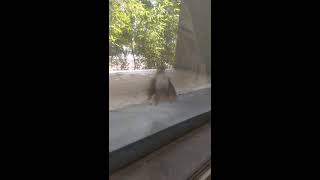 small bird fighting with its own reflection