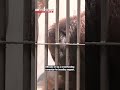 Orangutan crowdfunding campaign doesn't hang aroundーNHK WORLD-JAPAN NEWS #shorts