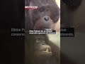 Orangutan crowdfunding campaign doesn't hang aroundーNHK WORLD-JAPAN NEWS #shorts