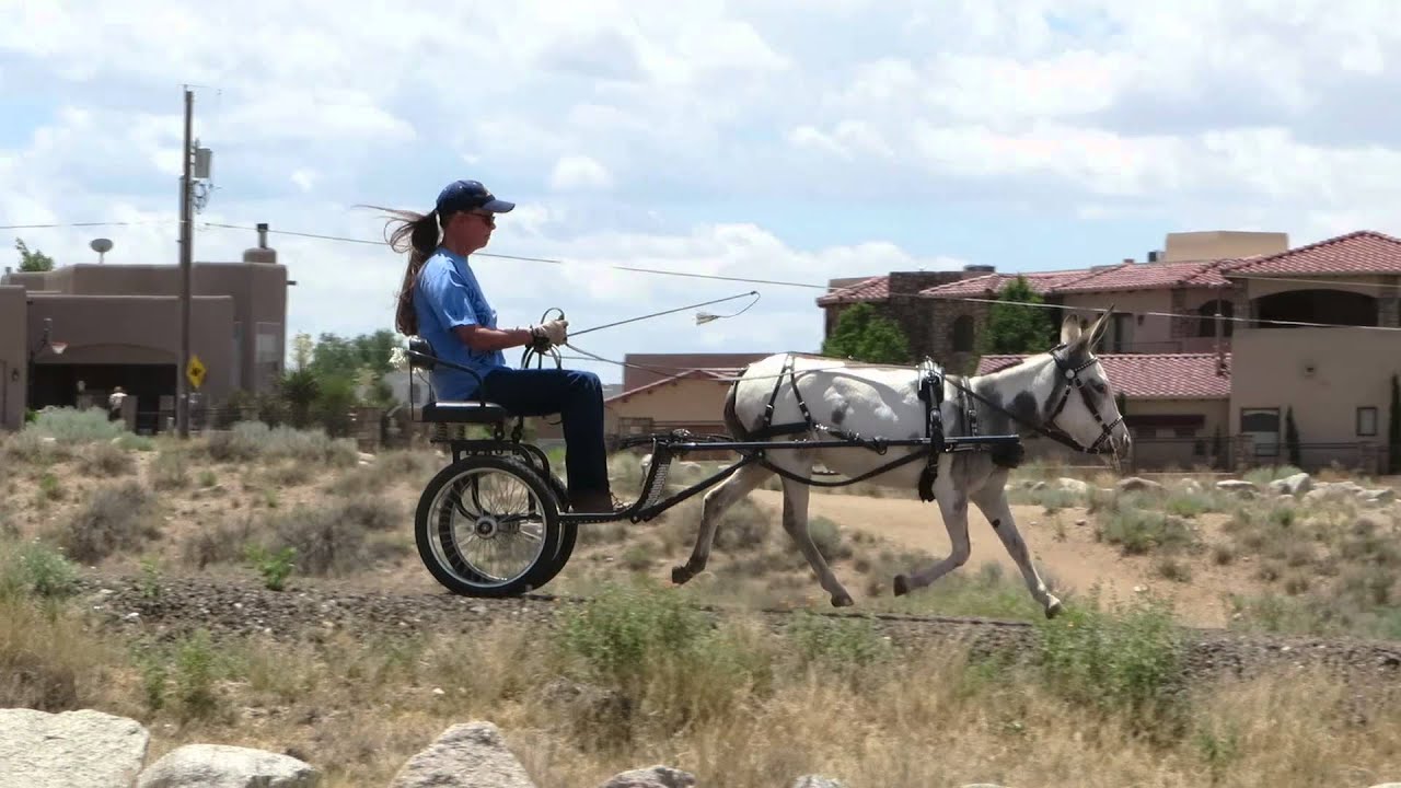 The Making of a Driving Donkey