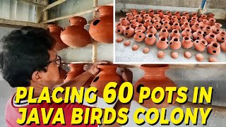 Information How to Place Breeding Pot in Birds Colony White Java Breeding Colony | Birds breeding Happy Budgies News