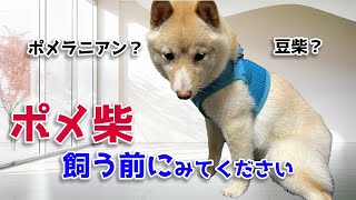 【ポメ柴】ポメ柴を飼う前にみてください