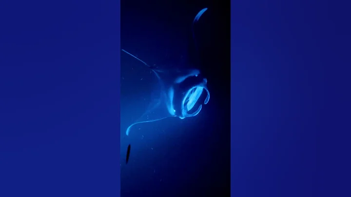 Night snorkeling with Manta Rays in Big Island Hawaii