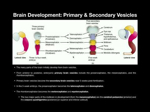 Video: Vilken av följande hjärnvesiklar under embryonal utveckling?