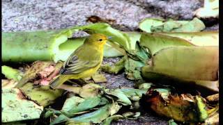 Galapagos 1 - Floreana.