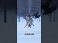 Did you know that Wolves can smell prey from 3 km away ? #animals #facts #interesting