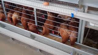 Kan Siyan Kaji Za Su Fara Maka Kwai