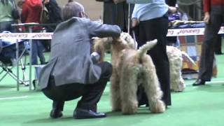 DogStatus.ru: Терьер-союз-2010". Пшеничный терьер DogStatus.ru: Терьер-союз-2010". Пшеничный терьер