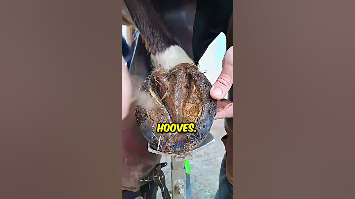 Satisfying HorseShoe Cleaning... ❤️