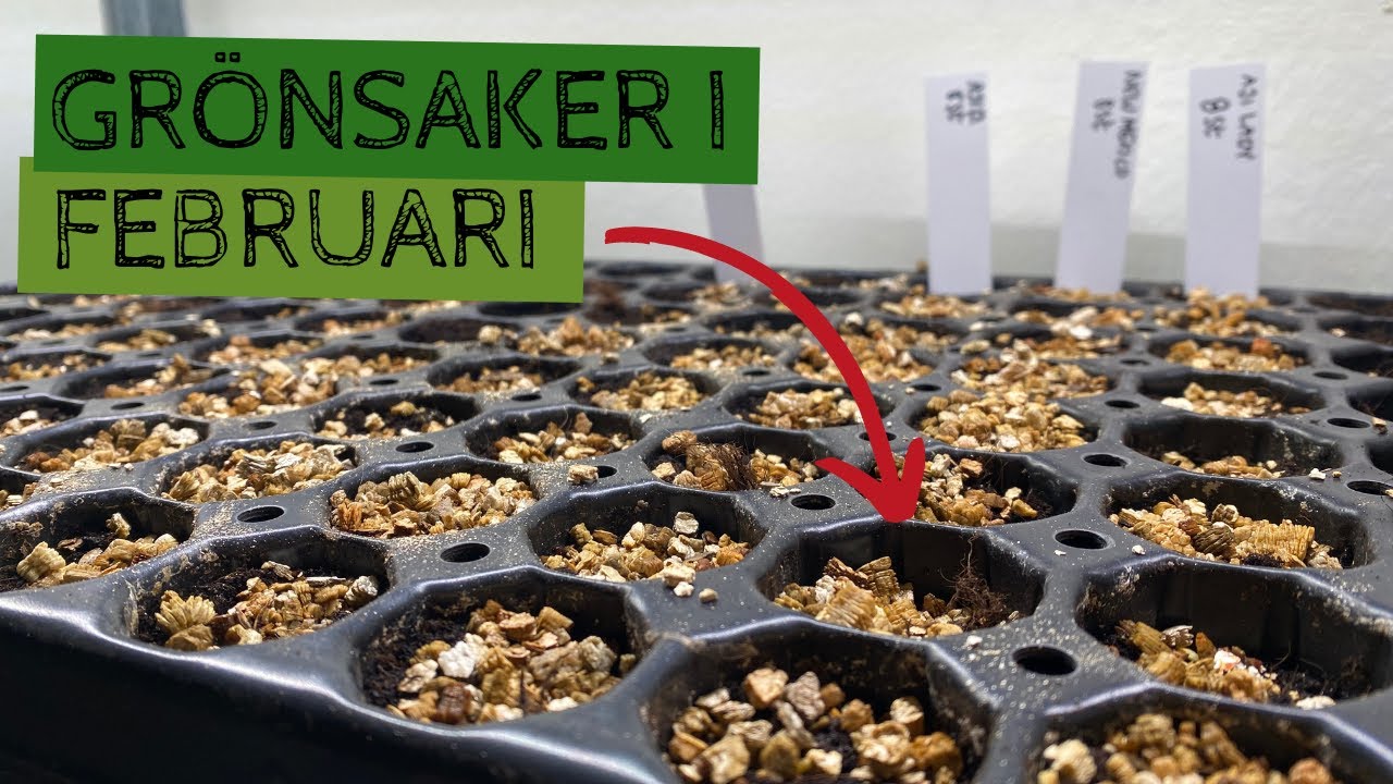 Så grönsaker i FEBRUARI - Vilka grönsaker börjar jag med att odla tidigt på året?