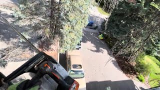 Skinny Dead Spruce Tree Removal