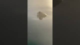 Memes from instagram pt107 #shorts Memes from instagram pt107 #shorts