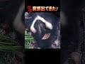 クマが突然出て来た!♯shorts