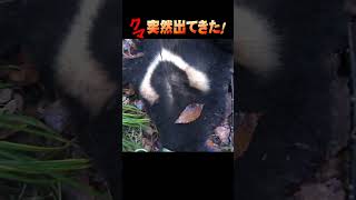 クマが突然出て来た!♯shorts