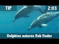 Dolphins Natures Fish Finder