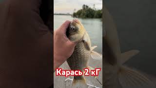 Огромный Карась Уловистая Снасть #рыбалка #fishing #carpfishing #карп #carp #рыба