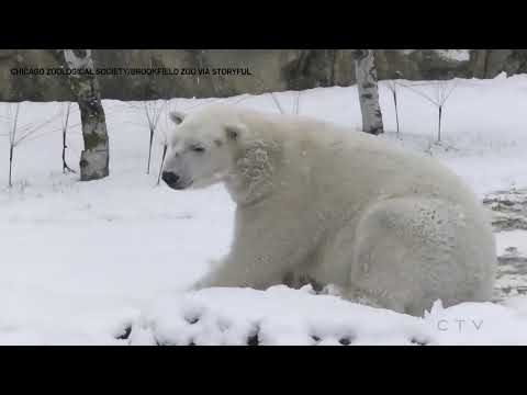 Polar bears enjoy play in fresh snow at Chicago zoo