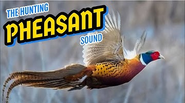 PHEASANT CALL SOUNDS  ||HUNTING SOUND POWERFULL