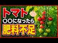 【要注意】この状態になったらトマトの肥料不足サインです!今すぐこれやって下さい!【初心者・プランター家庭菜園】