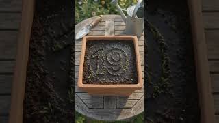 🌱 Advance Plant Timelapse Video 19 | Growing Number 19 from Seeds