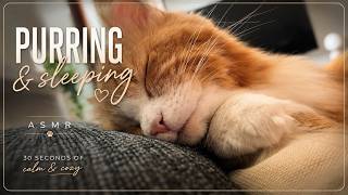 Just 30 Seconds of a Happy Siberian Cat | Cozy Kitten Purring