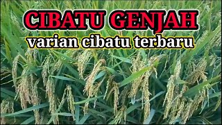 Padi Cibatu Genjah Varian Padi Cibatu Terbaru 2025