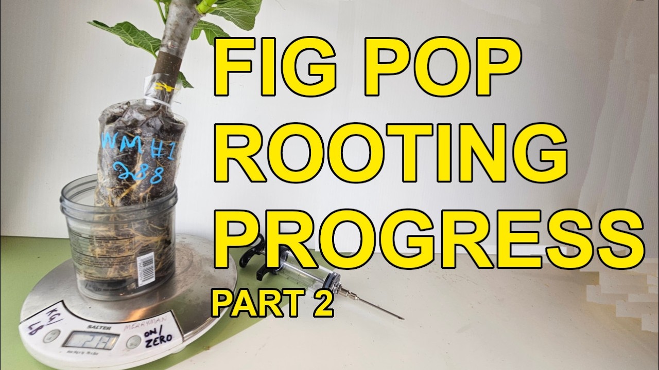 Fig Pop Rooting Progress Part 2 - YouTube