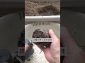 4/5【ミニトマト】植付け　こうして植付けをすれば成長が早く大きく育って収穫が早くなります
