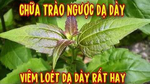 Khỏi trào ngược dạ dày tại nhà bằng cây cỏ lào.