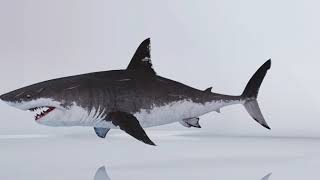 Celebrity VFX Breakdowns | 3D Shark | Adobe After Effects, Element 3D | Element 3D | Profile