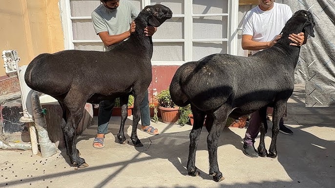 Maxsus stulda jinsiy aloqa