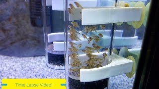 Watch Cichlid Babies Grow Before Your Eyes, The Miracle of Nature