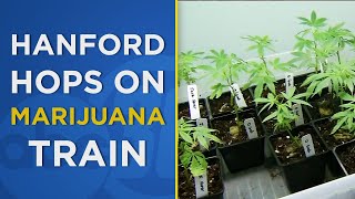Hanford approves recreational marijuana businesses, including dispensaries