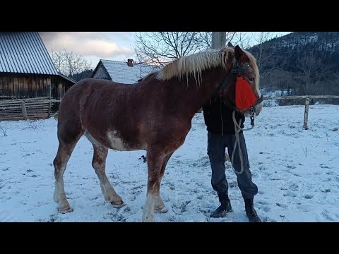 📢 ГАРНИЙ КІНЬ💪ТА