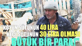 Keçi Sütü İçin Ayrı Pazar! / 'Koyun Sütünün 40 Lira, Keçi Sütünün 30 Lira Olması Büyük Bir Para!' by ÇİFTÇİ TV 2,496 views 2 weeks ago 38 minutes