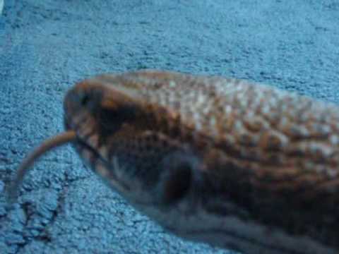 bosc monitor baby Chocolate's Feeding Video