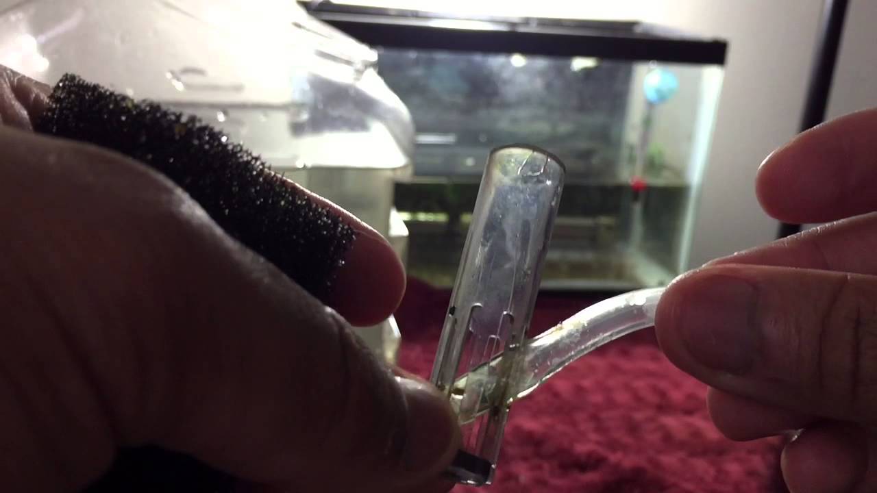 How I do it fry tank water changes YouTube