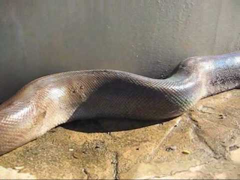 Anaconda xxx Anaconda xxx