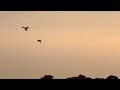 Female peregrine falcon hunting of the fist