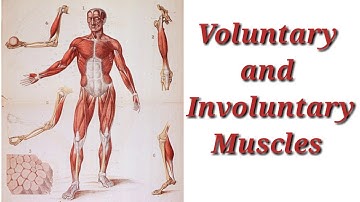 Class Four Science Unit 2 Our Circulatory System Video 1 Week 4 | Online Class