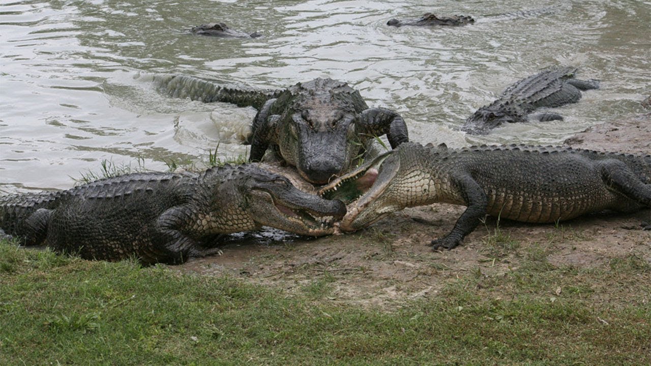 Крокодил живет в африке. Озеро Танганьика крокодилы. Лимпопо крокодиловая река. Крокодил в реке.