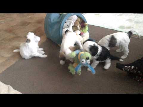 Video: Jak Si Vybrat štěně čínského Chocholatého Psa